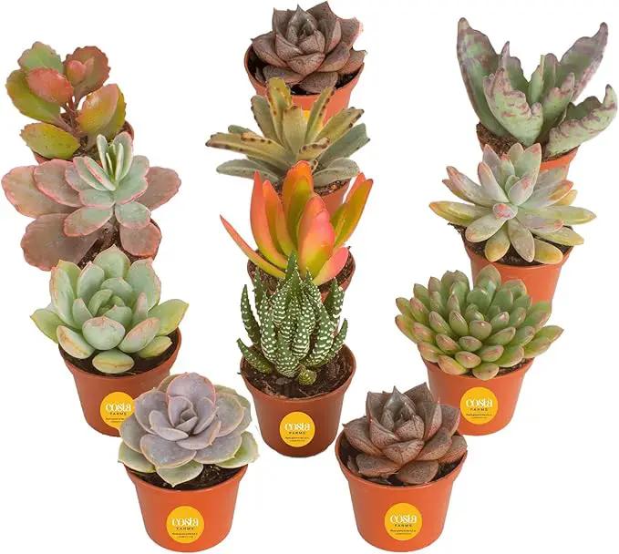 Costa Farms Live Succulent Plants (12-Pack), Mini Succulent Assortment Potted in Nursery Plant Pots, Grower's Choice Indoor Houseplants, Bulk Gift for Baby Shower, Wedding, Party, 2-Inches Tall by GreenHaven Gardens