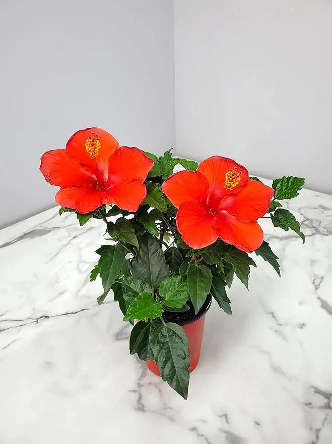 Tropical Plants of Florida - Red Hibiscus Bush Dwarf - Flowering Plants Live - 12" to 16" Overall Height - 1 Gallon Planter (Plant Only) by GreenHaven Gardens
