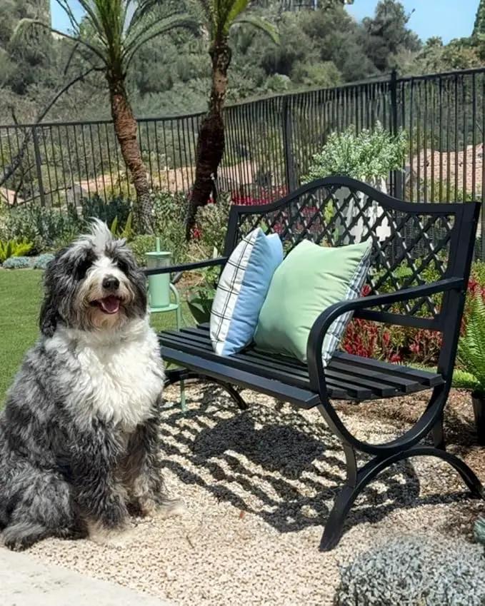 PHI VILLA 50" Outdoor Garden Patio Metal Bench for Outdoors with Plastic Backrest Armrests Sturdy Steel Frame, Black by GreenHaven Gardens