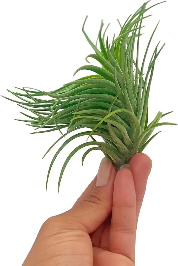 Air Plants - Flowering Tillandsia Pink Paske Large 5" - 1ct - Live Arrival Guaranteed - House Plants for Home Decor & Gift by GreenHaven Gardens