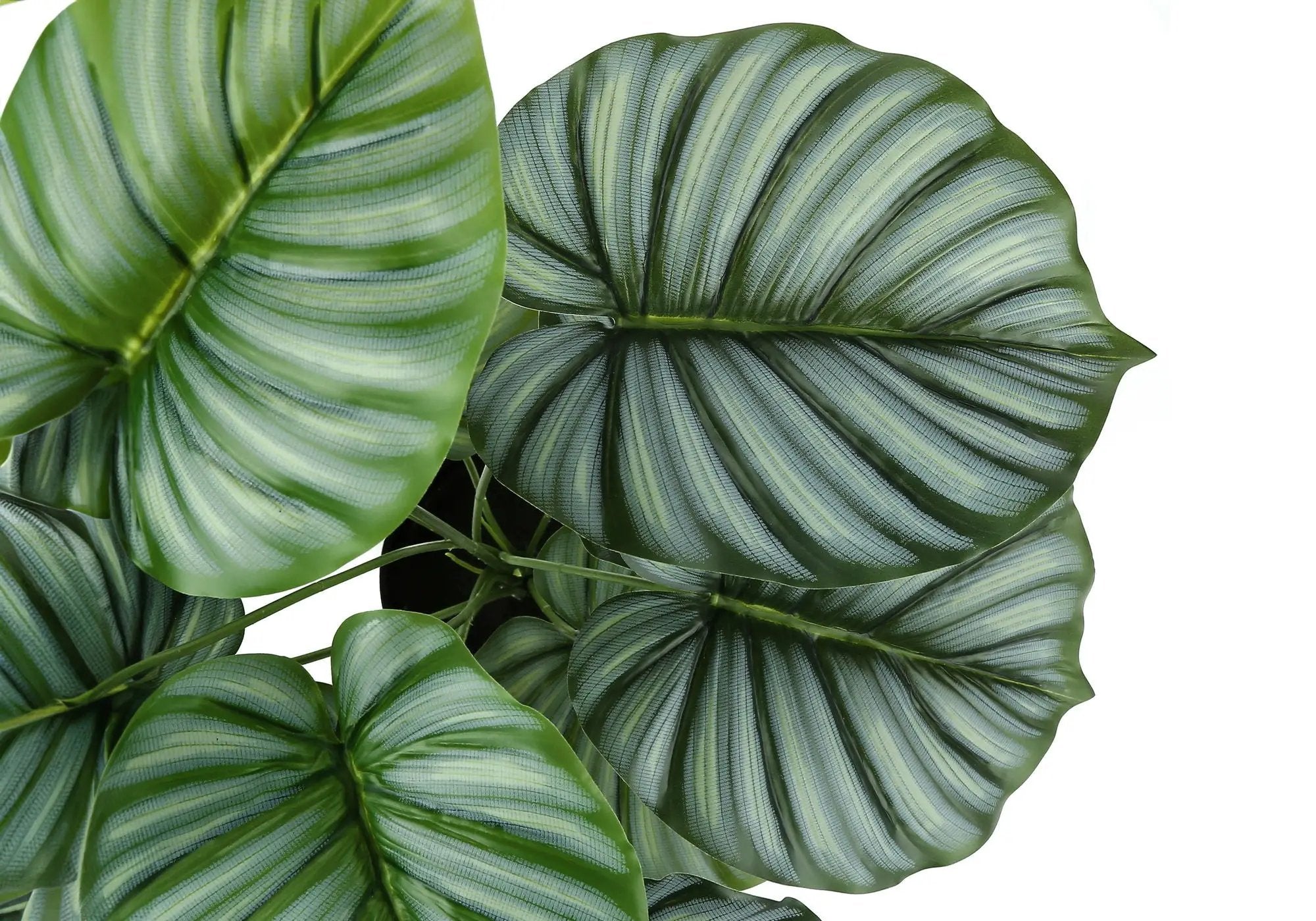 24" Tall, Artificial Plant, Calathea, Indoor, Faux, Fake, Table, Greenery, Potted, Real Touch, Decorative - Green / Black by Unique Piece Furniture