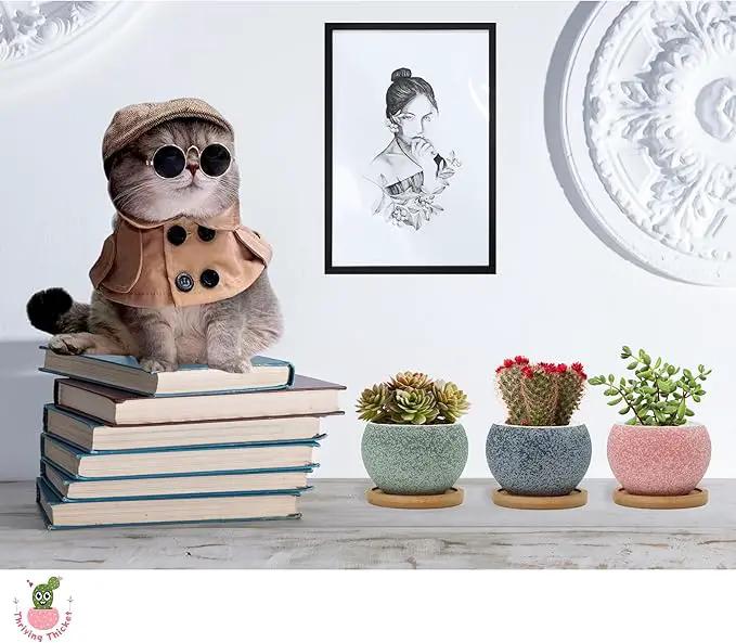 3 inch Ceramic pots for Plants, Small Succulent Pots Set with Drainage, 6 Pack Flower Pot for Indoor Plant, Decorative Planters for Little or Mini Cactus by GreenHaven Gardens