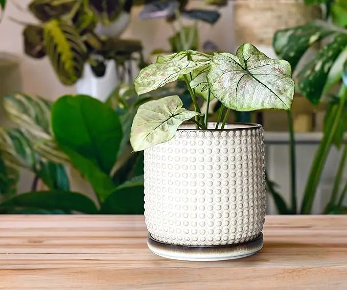 D'vine Dev Set of 2 Ceramic Plants Pots, 6 Inch Beaded Stoneware Flower Pot for Plants with Drainage Hole and Saucer, Smoked White, 27-E-X-1 by GreenHaven Gardens