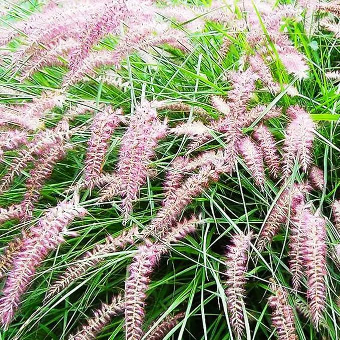 Pack 3 Fountain Grass Plants Live, 5-9 Inch Tall, Ornamental Grasses Live Plants Perennial, Well-Rooted Perennial Grass Clumps (Pink Rose Fountain Grass) by GreenHaven Gardens