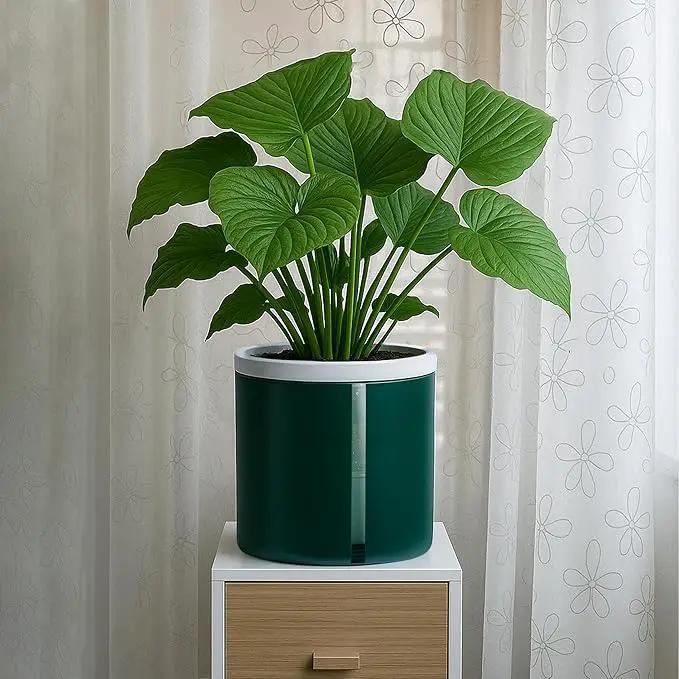 D'vine Dev 6 Inch Design Self Watering Planter for Indoor Plants, White Terracotta Pot with Teal Cylinder Glass Cup, Set of 2, 37-Y-B-5 by GreenHaven Gardens