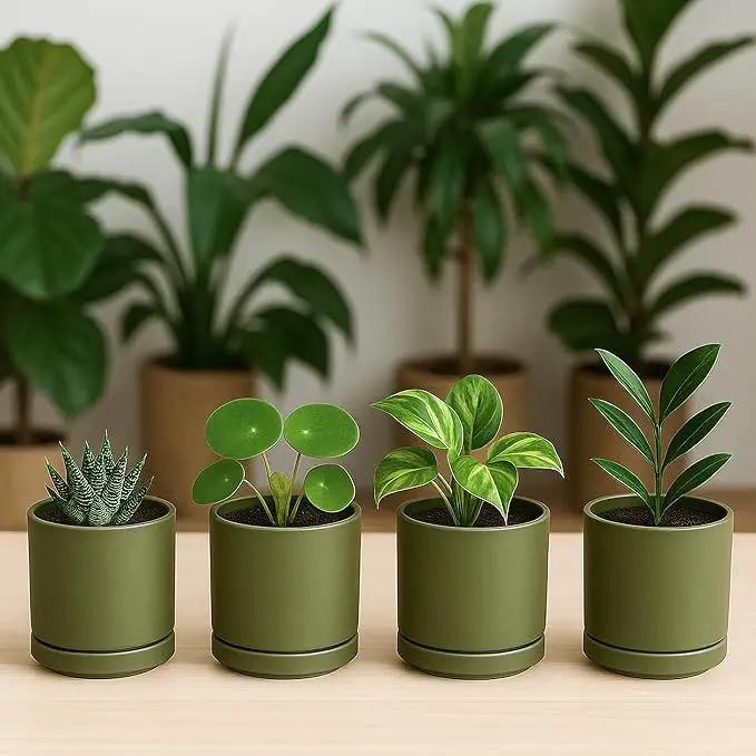 D'vine Dev Set of 4 Small Ceramic Plant Pots, 3.5 Inch Succulent Planter Pot for Plants with Drainage Hole and Saucer, Olive, 94-X-A-0 by GreenHaven Gardens