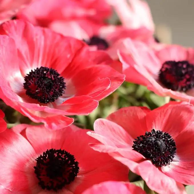 Easy to Grow Anemone Italian Mistral Plus Rosa Shocking - 10 Plant Bulbs, Rose-Pink Flowers in Spring Gardens Full Sun by GreenHaven Gardens