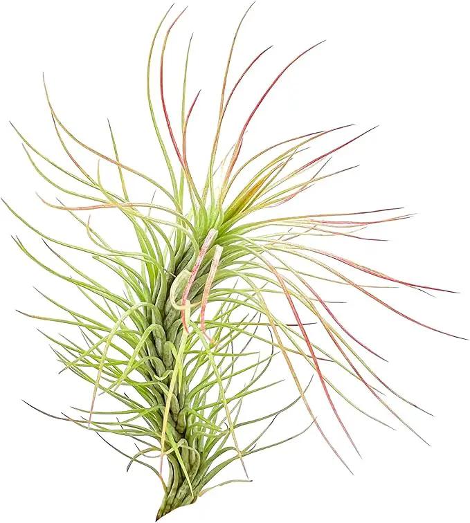 Air Plants - Tillandsia Funckiana, Large 5" - 2ct - Live Arrival Guaranteed - House Plants for Home Decor & Gift by GreenHaven Gardens