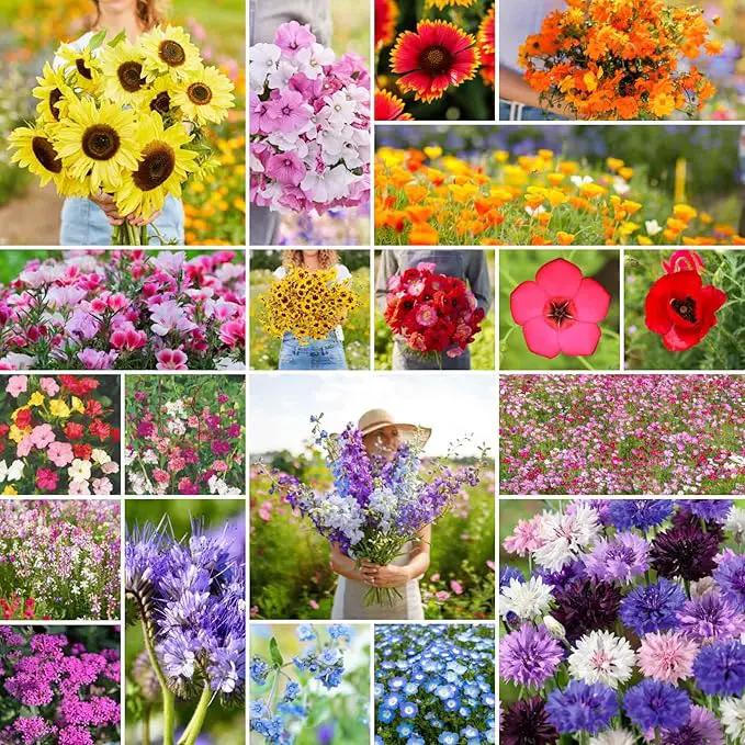 Eden Brothers All Annual Wildflower Mixed Seeds for Planting, 50 lb, 24,000,000+ Seeds with Sunflower, Indian Blanket | Attracts Pollinators, Plant in Spring or Fall, Zones 3, 4, 5, 6, 7, 8, 9, 10 by GreenHaven Gardens
