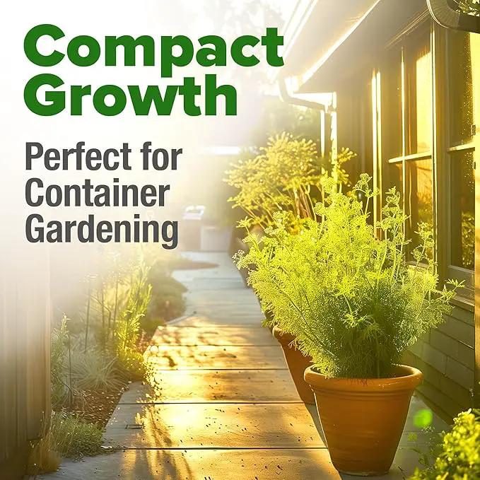 HOME GROWN Dill Seeds 2 Pack (Anethum Graveolens) - 2028 Non-GMO Heirloom Herb Seeds for Planting Indoors or Outdoors, High Germination, Ideal for Herb Gardens, Pots, and Cooking Flavorful Dishes by GreenHaven Gardens