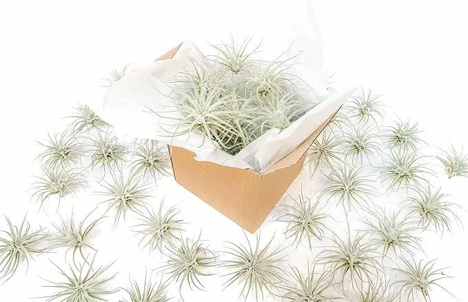 Air Plant Shop 10 Pack Rare Tectorum Ecuador Air Plants - Unique, Bright White, Nursery-Grown Tillandsia House Plant with Fuzzy Trichomes for Terrariums, Driftwood & Living Walls - Wholesale by GreenHaven Gardens