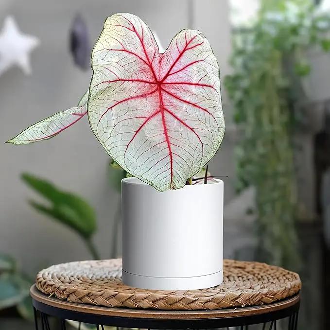 D'vine Dev 4 Pack 5.5 Inch Modern Plastic Plant Pots, Small Garden Planters for Plant with Drainage Holes and Saucers, White Color, 74-Z-H-2 by GreenHaven Gardens
