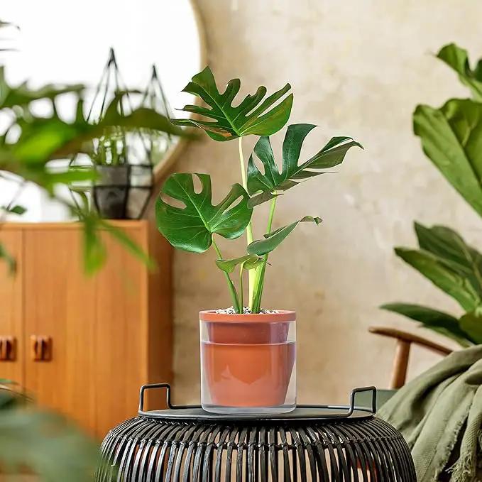 D'vine Dev 6 Inch Design Self Watering Pot for Indoor Plants, Terracotta Planter with Cylinder Glass Cup, Set of 2, 37-X-B-2 by GreenHaven Gardens
