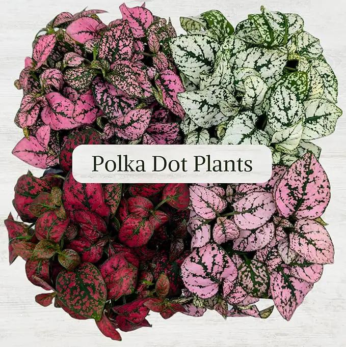 Polka Dot Plant Collection (4-Pack) - House Plants Indoors Live, Air Purifying Live Indoor House Plants, (Red, White, Rose, and Pink) Indoor Plants Live houseplants. by GreenHaven Gardens