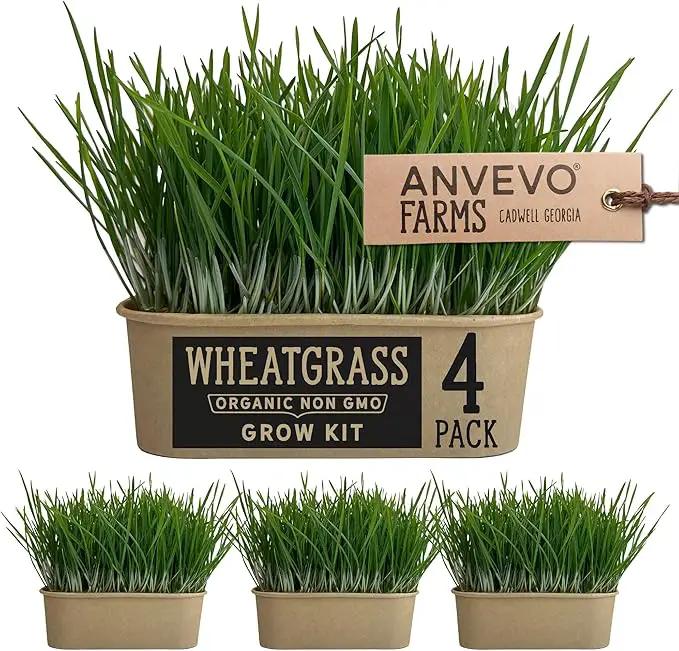 Organic Wheatgrass Premium Grow Kit 4 Pack | Whetagrass Juice | Catgrass | Non GMO Mixed Seeds | Wheatgrass Shot by GreenHaven Gardens