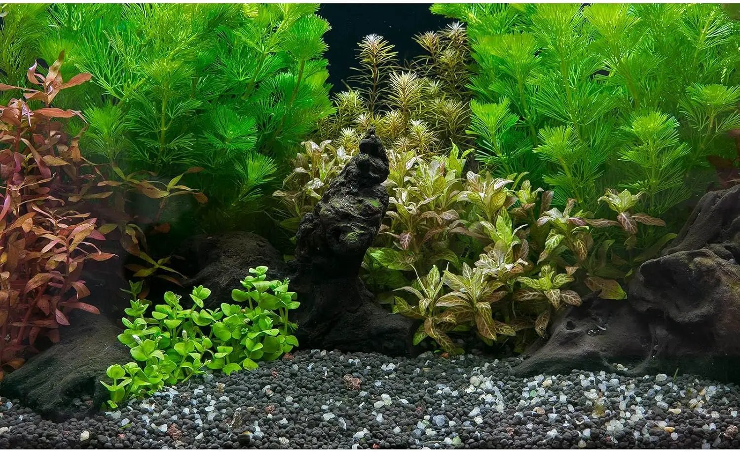Aquarium Background Exquisite Underwater Grass Leaves with Pebbles Aquarium Backdrop Vivid Green Aquatic Plant Stone with Dead Woods and Fresh Leaves Fish Tank Wallpaper 36x24in by GreenHaven Gardens