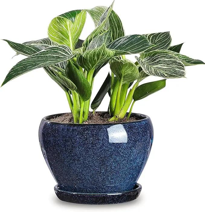 vicrays Ceramic Plant Pots Indoor - 6.5 Inch Planter Pot with Drainage Hole and Saucer for Succulent Orchid Flower Herbs Cactus - Ideal for Gardening Home Desktop Office Decor - Blue by GreenHaven Gardens