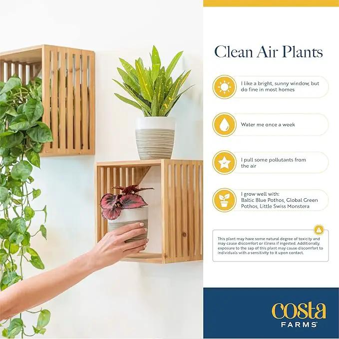 Costa Farms Live House Plants (4 Pack), Easy to Grow Live Indoor Houseplants, Grower's Choice Air Purifier Set, Potted in Indoors Garden Plant Pots, Potting Soil, Housewarming Gift, Home or Room Decor by GreenHaven Gardens