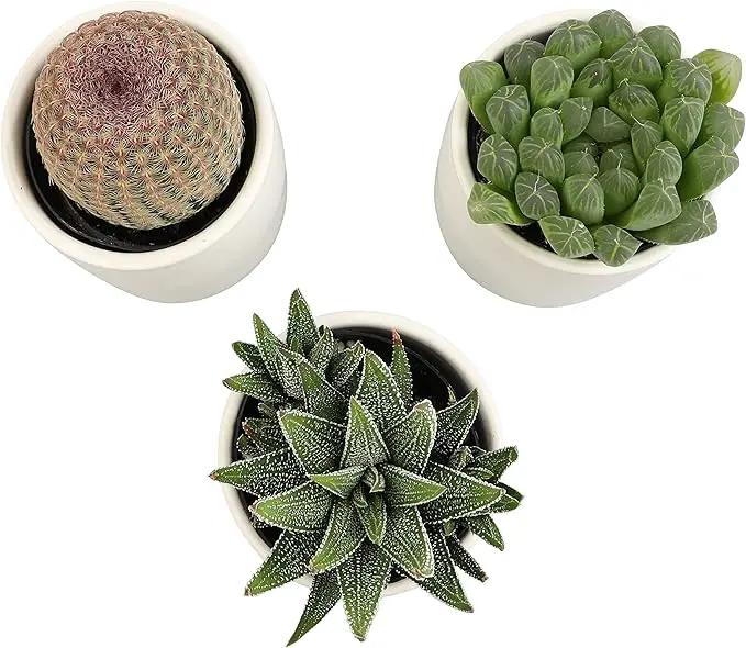 Plants for Pets Live Low Light House Plants in Ceramic Succulent Pots (3 Pack), Gasteria Succulent Plant and Cactus Plants Live with Potting Soil, Haworthia Succulents for Indoor Growing Home Décor by GreenHaven Gardens