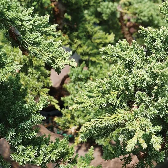 Brussel's Bonsai Live Green Mound Juniper Bonsai Tree - Medium, 5 Year, 6 to 10 Inches - Outdoor Bonsai Tree Live with Water Bonsai Pot (Not Sold in California) by GreenHaven Gardens