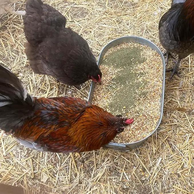 Organic Kelp for Chickens & Duck Feed (5 Pound): Chicken Vitamins | Chicken Supplements | Vitamins for Chickens | Pampered Chicken Mama by GreenHaven Gardens
