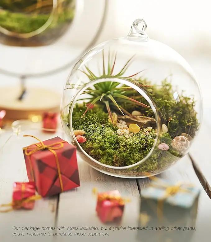15-Piece Terrarium Kit with Live Moss – DIY Glass Globe Set with Tools, Soil, Stones & Spray Bottle – Indoor Mini Garden Gift for Plant Lovers, Home Decor & Zen Craft by GreenHaven Gardens
