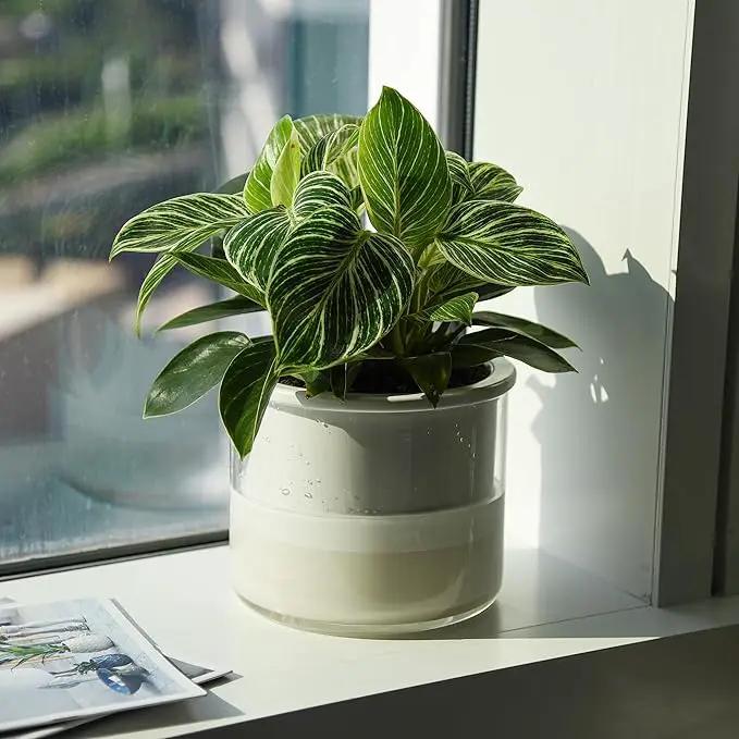 Phoenix Vine 6 Inch Self Watering Planter Pot, Design White Terracotta Pot for Plants, Indoor Cylinder Terra Cotta Pot with Glass Vase, Set of 1, 51-B-F-1 by GreenHaven Gardens