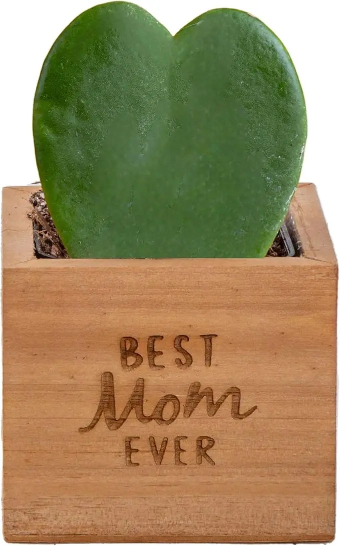 Costa Farms Live Indoor Plant Hoya Heart, Easy to Grow Succulent-Like Houseplant in Cute Decor Planter, Housewarming Gift, Office or Room Decor, 5-Inches Tall by GreenHaven Gardens