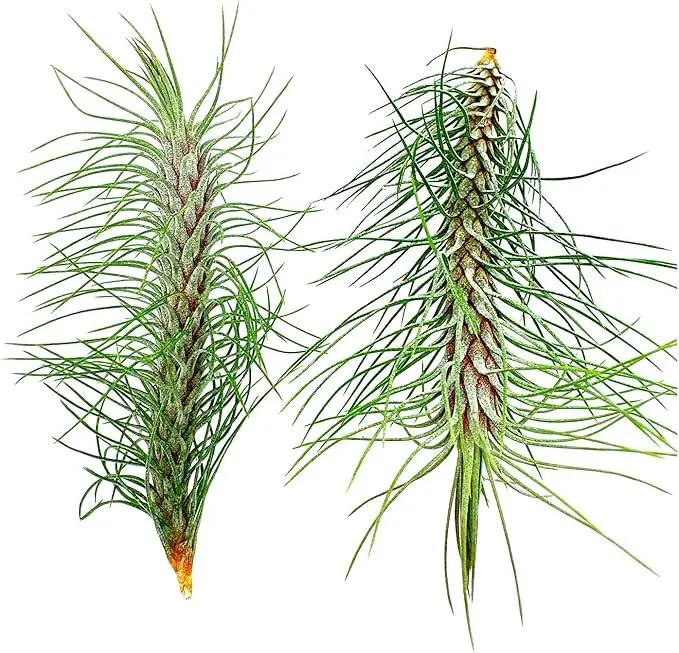 Air Plants - Colombian Tillandsia Funckiana, Large 5" - 2ct - Live Arrival Guaranteed - House Plants for Home Decor & Gift by GreenHaven Gardens