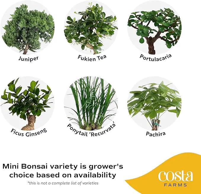 Costa Farms Mini Bonsai Live Indoor Tree, Grower's Choice, 1-Year Old, Potted in Indoor Planter Plant Pot, Tabletop Office and Home Décor, 10-Inches Tall by GreenHaven Gardens
