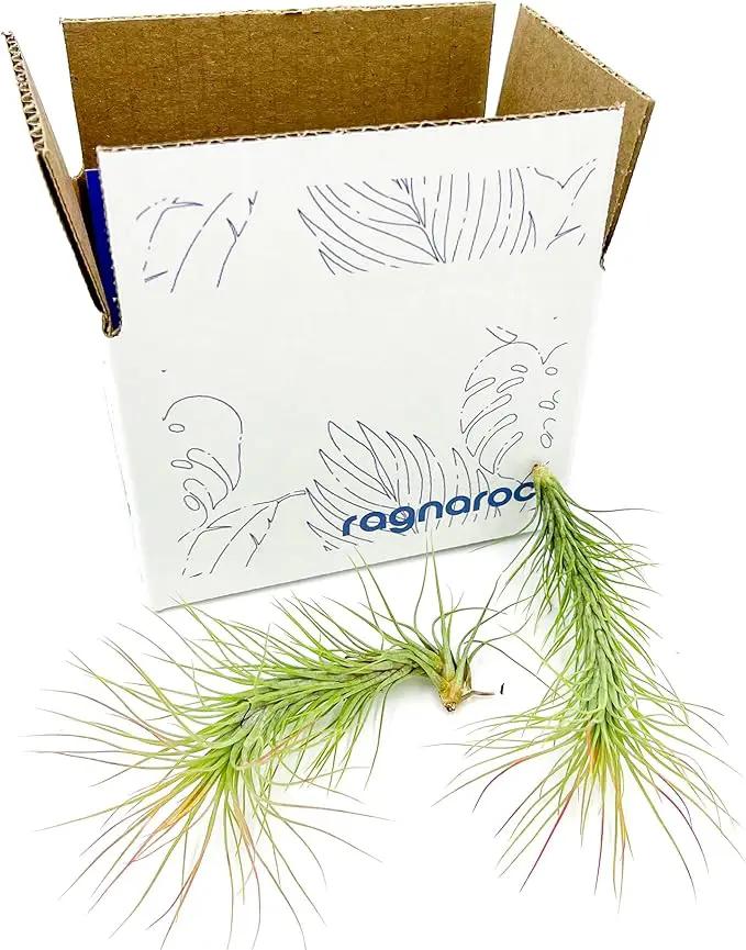 Air Plants - Tillandsia Funckiana, Large 5" - 2ct - Live Arrival Guaranteed - House Plants for Home Decor & Gift by GreenHaven Gardens