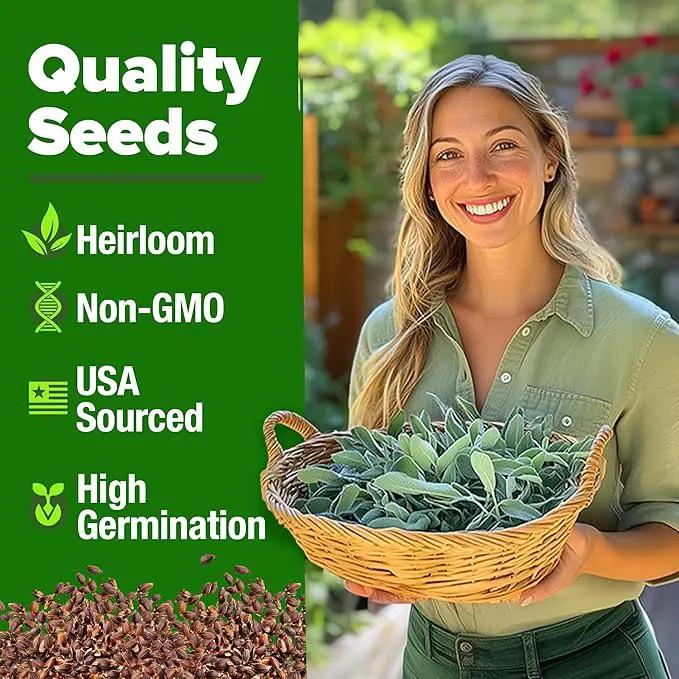 HOME GROWN 𝗨𝗦𝗔 𝗣𝗥𝗘𝗠𝗜𝗨𝗠 White Sage Seeds 323 Pack 𝗡𝗢𝗡-𝗚𝗠𝗢 Heirloom Seeds - Grow Aromatic Sage Plants for Your Herb Seeds Garden with Sage for Planting Outdoor or Indoor (Salvia apiana) by GreenHaven Gardens