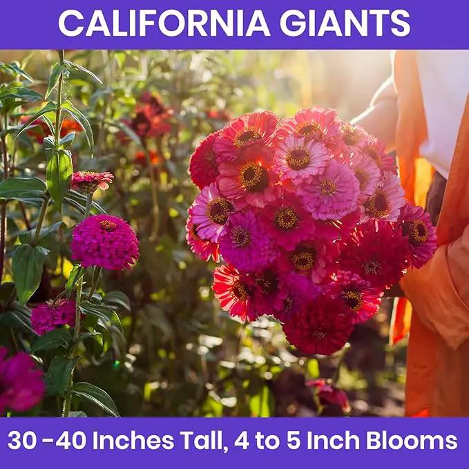 NatureZ Edge Zinnia Seeds for 2025 Planting Outdoors, Over 16,500 Flower Seeds, 1/4 lb, Non GMO Made in USA, Bulk Semillas De Flores para Sembrar, California Giants, Easy to Grow Zinnia Seed Mix by GreenHaven Gardens