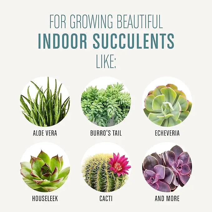 Miracle-Gro Succulent Potting Mix, For Indoor Succulents, Aloe Vera and More, Made with Miracle-Gro Plant Food, 4 qt by GreenHaven Gardens