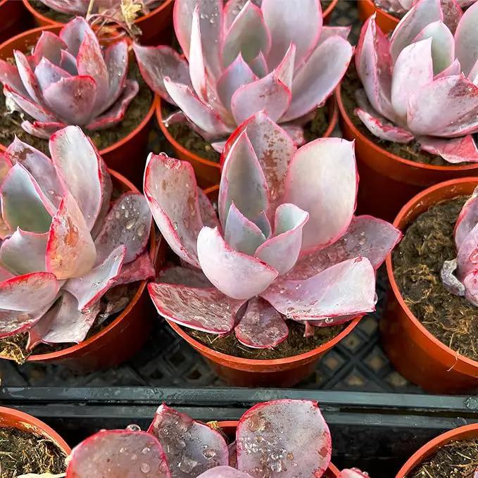 4-inch Succulent Echeveria Afterglow, Live Succulents Plants Fully Rooted in Pots with Soil, Easy-Care House Plants for DIY, Home Office Decoration by GreenHaven Gardens