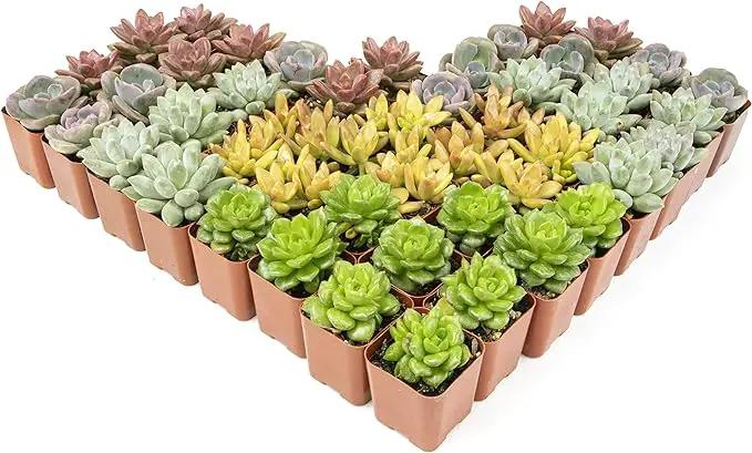 Live Succulents Plants Live Bulk Plant Tray (50 Pack), Bulk Succulents Live Indoor Plants Live Houseplants, Live Plants in Cactus and Succulent Soil Mix, Live Plant Kit Plant Gifts by Plants for Pets by GreenHaven Gardens