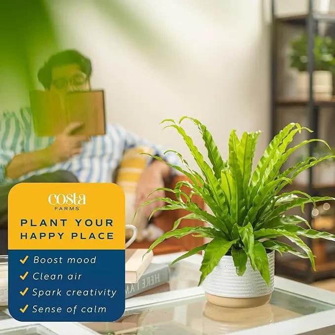Costa Farms Bird's Nest Fern Plant, Easy Care Live Indoor Houseplant in Modern Decor Planter, Potted in Soil Potting Mix, Outdoor Garden Gift, Beautiful Home Décor, Housewarming Gift, 15-Inches Tall by GreenHaven Gardens