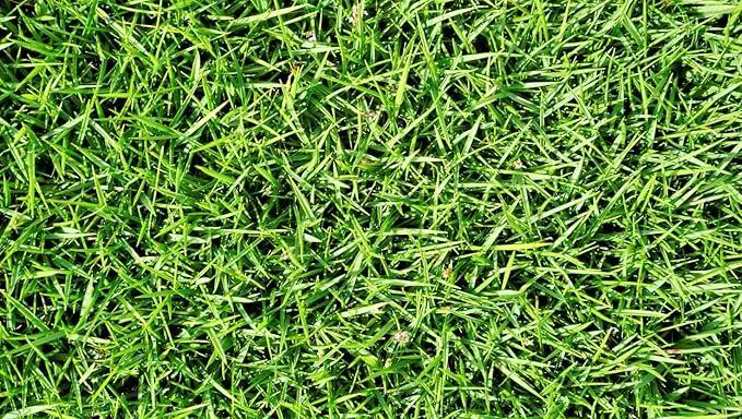 Brownie Brand Majestic Hulled Bermudagrass Seed | Premium Turf Grass for Dense, Drought-Resistant Lawns | Fast-Growing, Heat-Tolerant, Certified Seed for High-Traffic Areas. (50 Pound) by GreenHaven Gardens