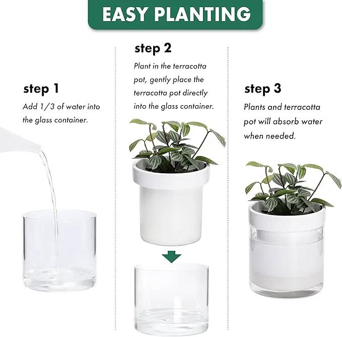 Phoenix Vine 6 Inch Self Watering Planter, White Terracotta Clay Pot with Glass Reservoir for Indoor Plants, Herbs, Flowers, Set of 1, 52-B-F-1 by GreenHaven Gardens