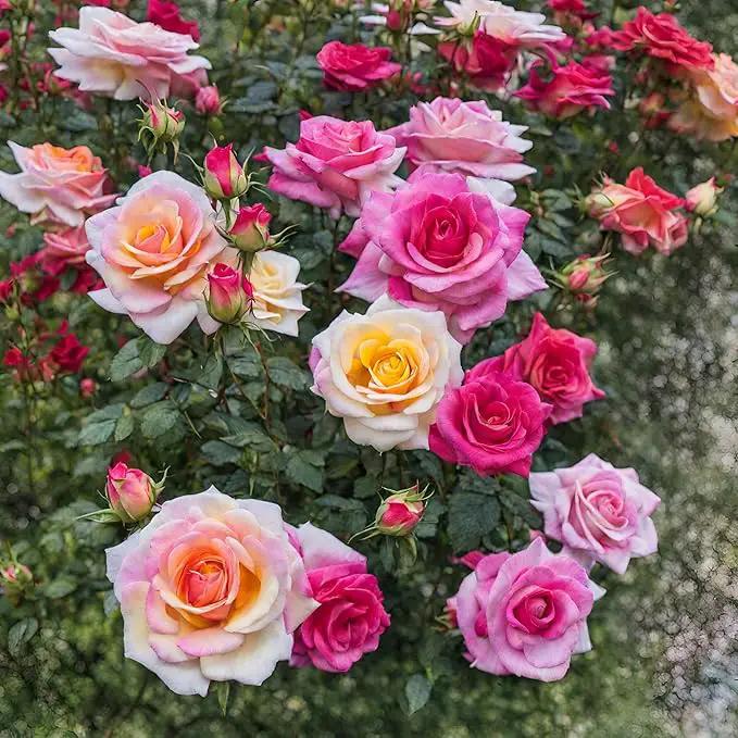 100+ Rose Seeds: 16 Blue Red Pink Yellow Heirloom Varieties for Colorful Perennial Shrubs by GreenHaven Gardens
