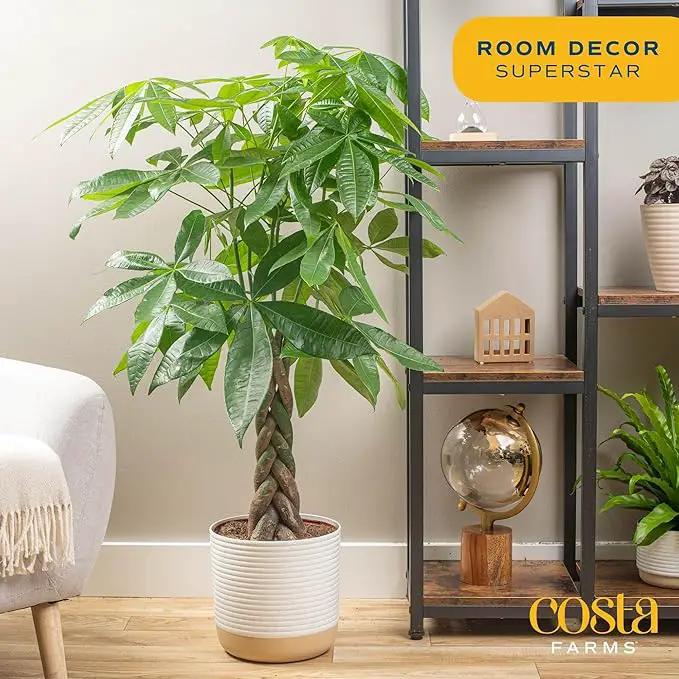 Costa Farms Money Tree, Large, Live Indoor Plant, Easy to Grow Pachira House Plant Gift, Home Décor, 3-4 Feet Tall in Nursery Pot by GreenHaven Gardens