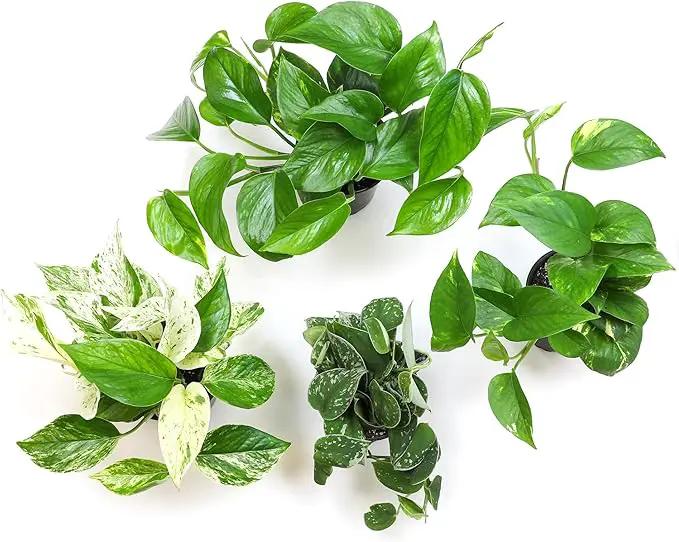 Live Pothos Plants (4PK) Indoor Plants Live Houseplants, Pothos Live Plant House Plants, Money Plant Indoor Pothos Plant Decor, Devils Ivy Trailing Plants Live by Plants for Pets,Black by GreenHaven Gardens