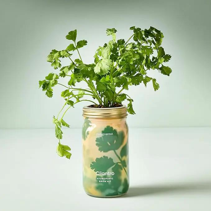Modern Sprout Mason Garden Jar - Self-Watering Hydroponics Growing System Kit with Organic Herb Seeds - Jar Planter for Indoor Herb Garden - Seed Starter Kit - Home Decor & Gifting - Cilantro by GreenHaven Gardens