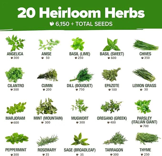 HOME GROWN 20 Herb Seeds for Planting 6,000+ Non-GMO Heirloom Seeds | Extra Large Variety Pack Herb Kit – Indoor Outdoor & Hydroponic | Culinary Seed Set | Grow Your Own Herbs | Gardening Gift by GreenHaven Gardens