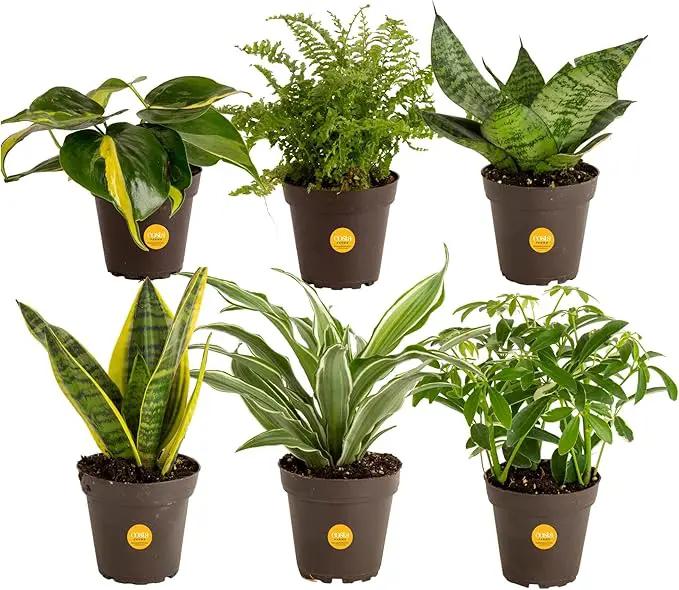 Costa Farms Live House Plants (6 Pack), Easy to Grow Live Indoor Houseplants, Grower's Choice Air Purifier Set, Potted in Indoors Garden Plant Pots, Potting Soil, Housewarming Gift, Home or Room Decor by GreenHaven Gardens