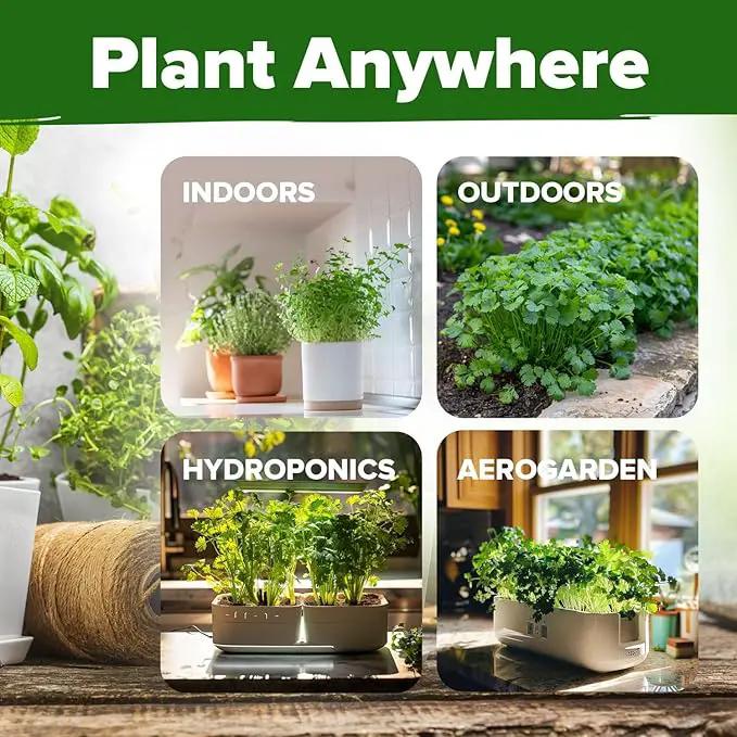HOME GROWN 𝗨𝗦𝗔 𝗣𝗥𝗘𝗠𝗜𝗨𝗠 500+ Cilantro Seeds for Planting Indoors or Outdoors - Heirloom 𝗡𝗢𝗡-𝗚𝗠𝗢 Coriander Seeds, Grow Your Own Cilantro Plant - Culinary Herb Seeds for Your Herb Garden by GreenHaven Gardens
