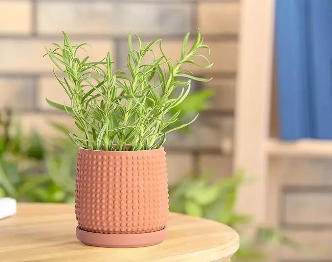 D'vine Dev Set of 2 Ceramic Plants Pots, 4 Inch Beaded Stoneware Flower Pot for Plants with Drainage Hole and Saucer, Terracotta, 27-E-Z-7 by GreenHaven Gardens
