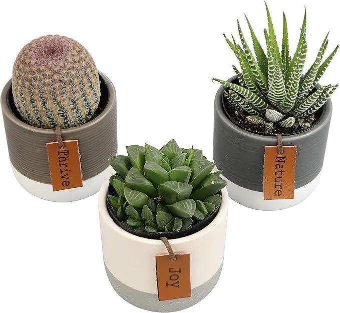 Succulents Plants Live in Plant Pot Set (3 Pack), Succulent Cactus Plants Live Plants, Indoor Plants Live Gardening Gifts for Plant Lovers, Live Succulents Plants Live Houseplants by Plants for Pets by GreenHaven Gardens