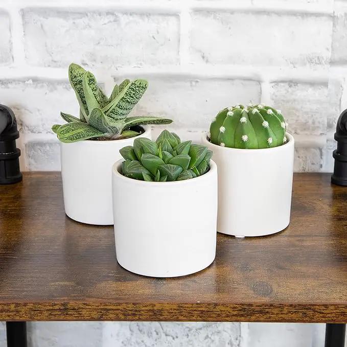 Plants for Pets Live Low Light House Plants in Ceramic Succulent Pots (3 Pack), Gasteria Succulent Plant and Cactus Plants Live with Potting Soil, Haworthia Succulents for Indoor Growing Home Décor by GreenHaven Gardens