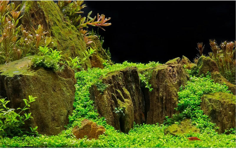 Aquarium Background Exquisite Underwater Grass with Moss Aquarium Backdrop Mysterious Stone Aquarium Background Durable Vivid and Fresh Leaves Background Tank Backdrop Decor Vinyl 72x24in by GreenHaven Gardens